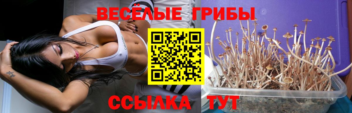 Егорьевск  Псилоцибиновые грибы мицелий  где купить   Вход с VPN 
